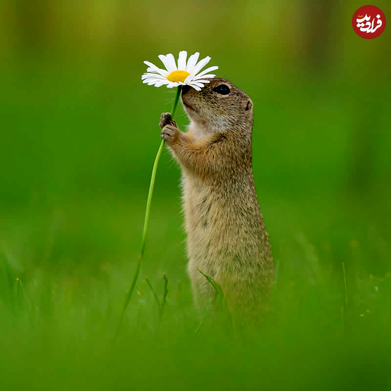 adorable-squirrels-with-flowers-julian-rad-03