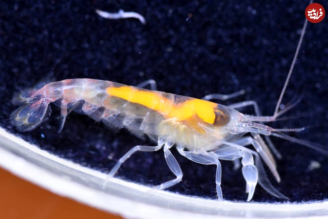  کشف یک جانور شفاف با تخمدان نارنجی در خلیج فارس