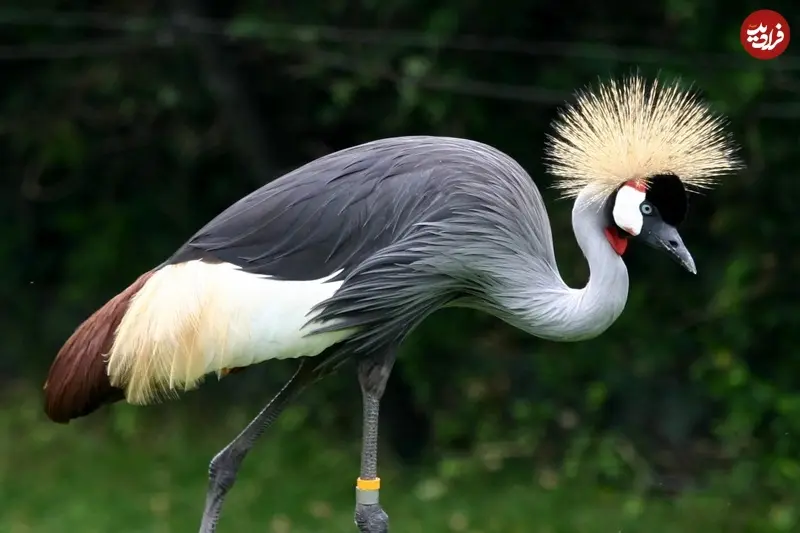 درنای تاج خاکستری