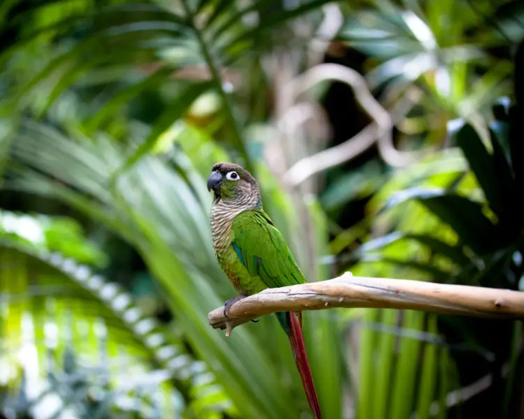 green-cheeked-conure-bird-wings-of-paradise-butterfly-conservatory_6_11zon