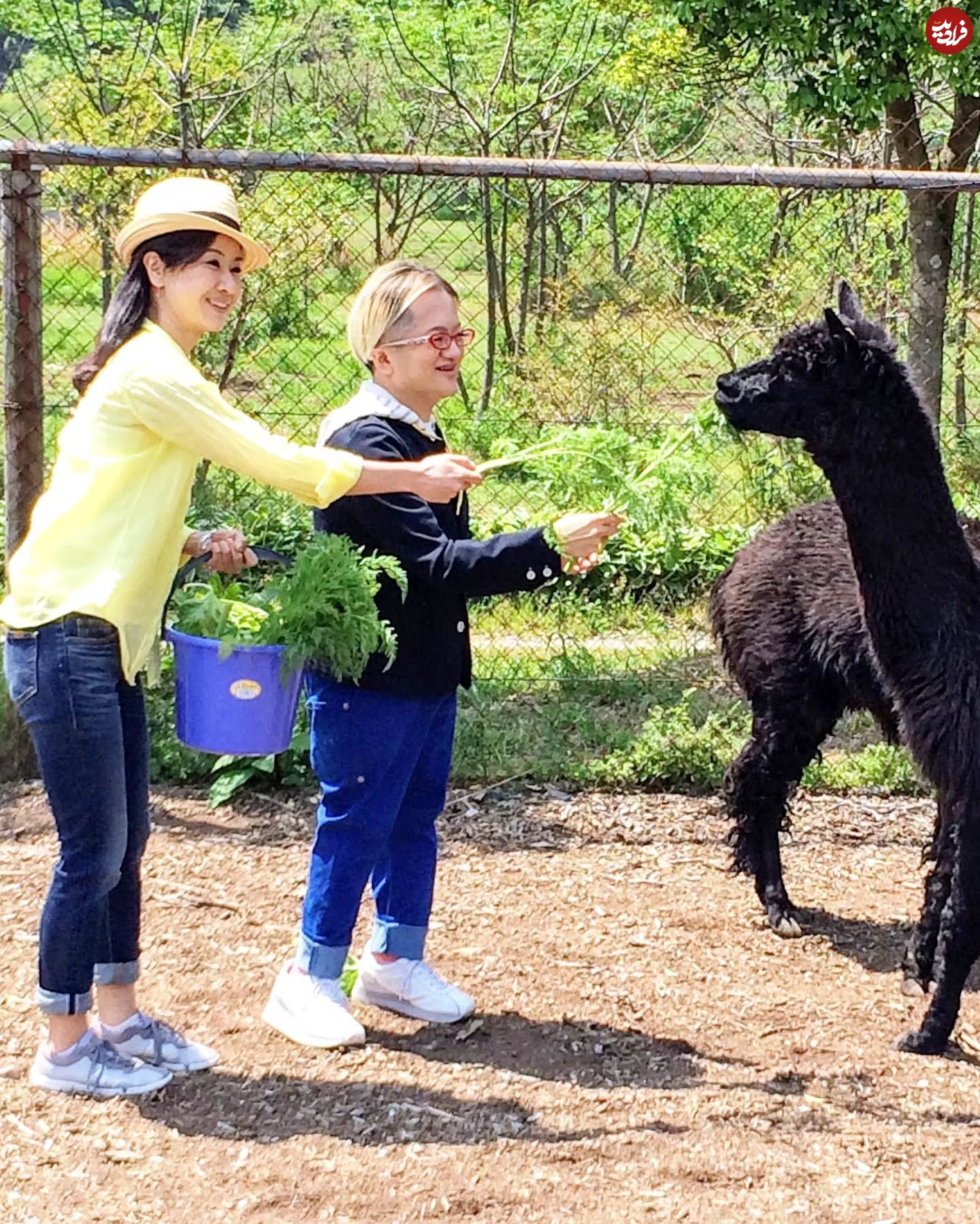 11zon_la_melamela_1724937327_3445346475122013146_56084627181