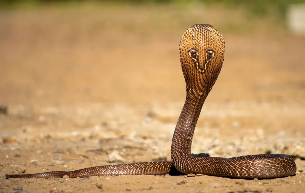 Indian-cobra-naja-naja-venonmous-snake-reptile-hood-1024x648_2_11zon