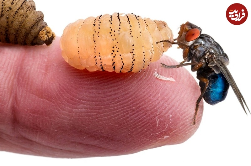 botfly