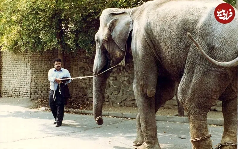 سیرک بزرگ 70
