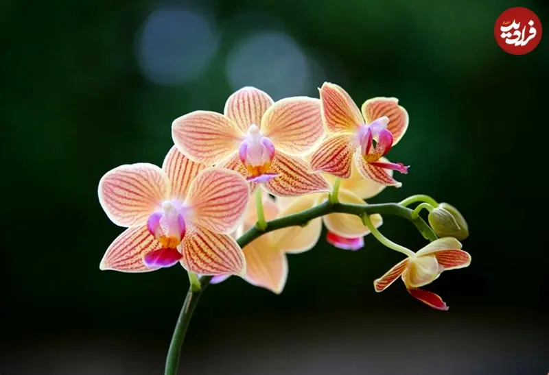 ارکیده 3