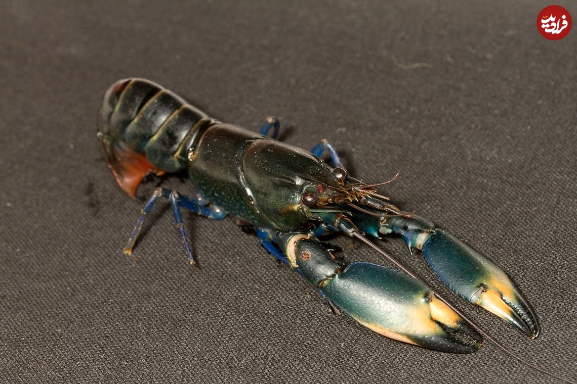 Cherax_woworae_01