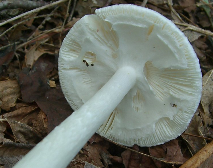 45