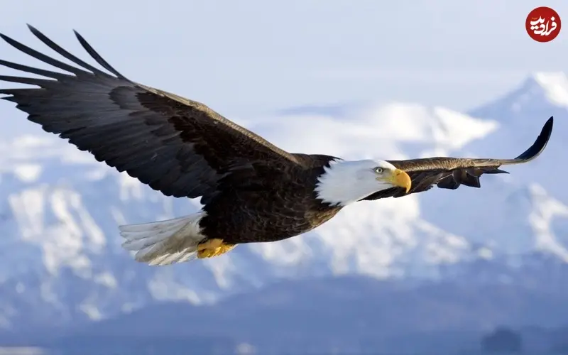 عقاب سرسفید