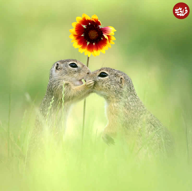 adorable-squirrels-with-flowers-julian-rad-16