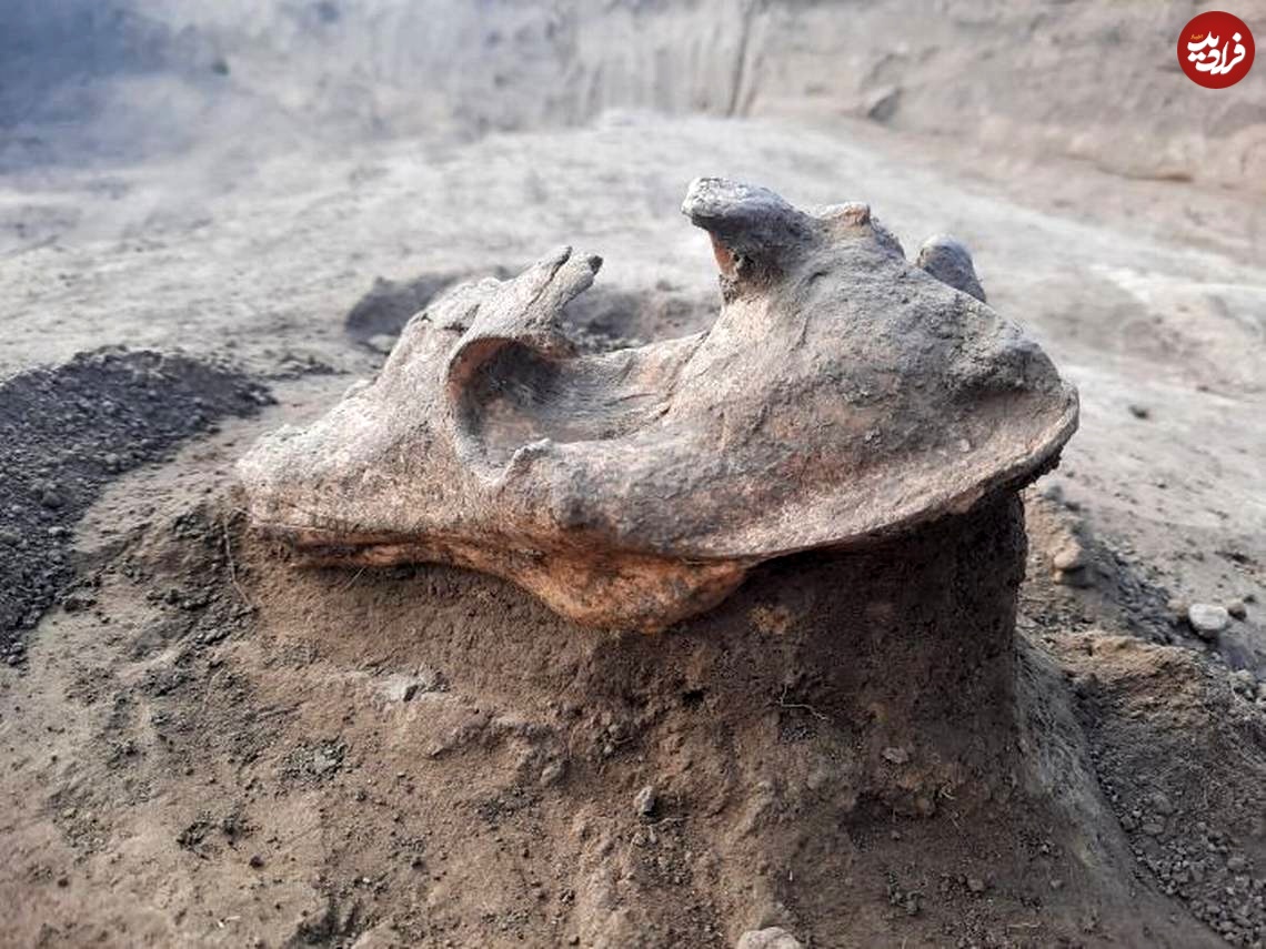 cheia romania burial mound wolf skull