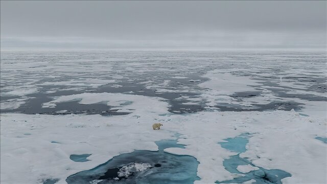 بلای عجیبی که انسان‌ها بر سر قطب جنوب آوردند!