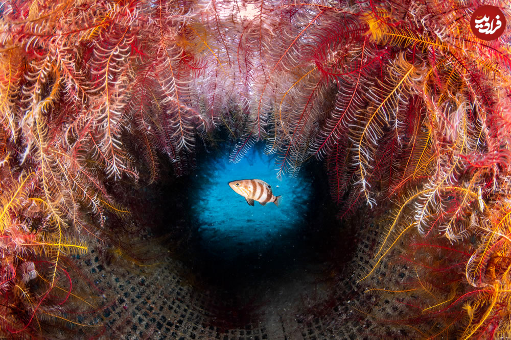 sony-world-photography-awards-nature-wildlife-06