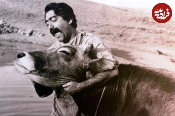 گاو مهرجویی