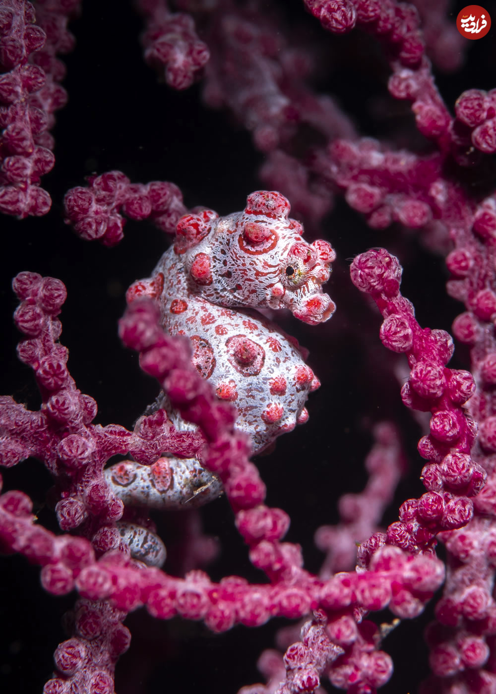 sony-world-photography-awards-nature-wildlife-02