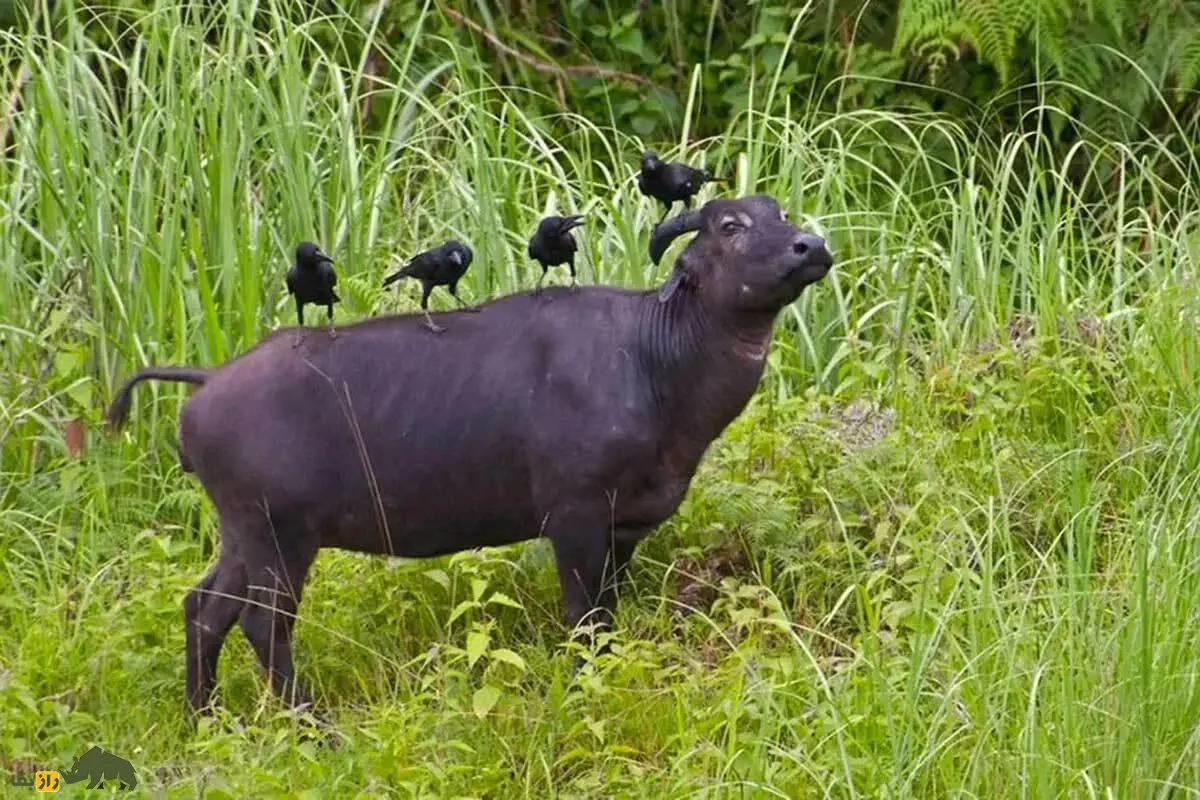 تصاویر| گاومیشک میندورو؛ کوچک‌ترین گاومیش جهان با شاخ‌های بسیار متفاوت که کمتر از ۵۰۰ عدد در طبیعت از آن باقی‌مانده است