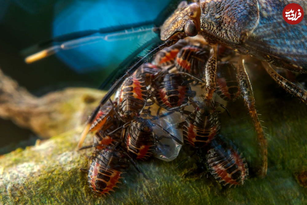 european-wildlife-photography-awards-01