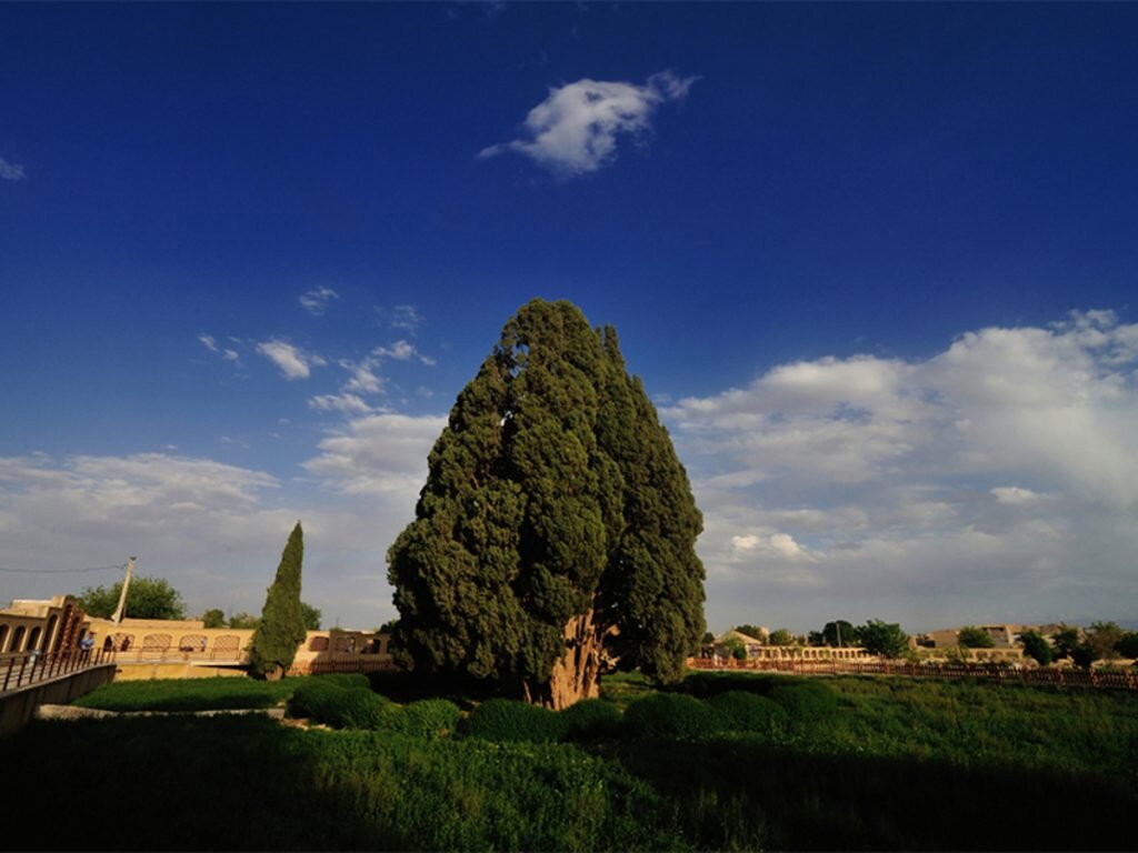 سرو ابرکوه خشک می شود؟ ماجرای خشکی قناتی که سرو ابرکوه را آب می داد