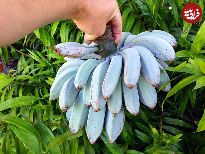 rarely-see-fascinating-photos-45
