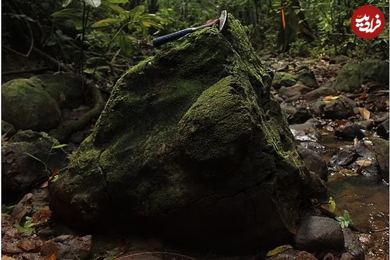 کشف جنگل ۲۳ میلیون‌ساله‌ای که «سنگ» شد!