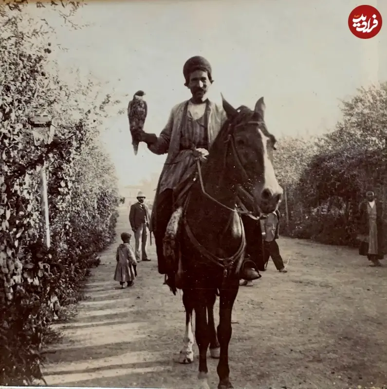 شاهین باز