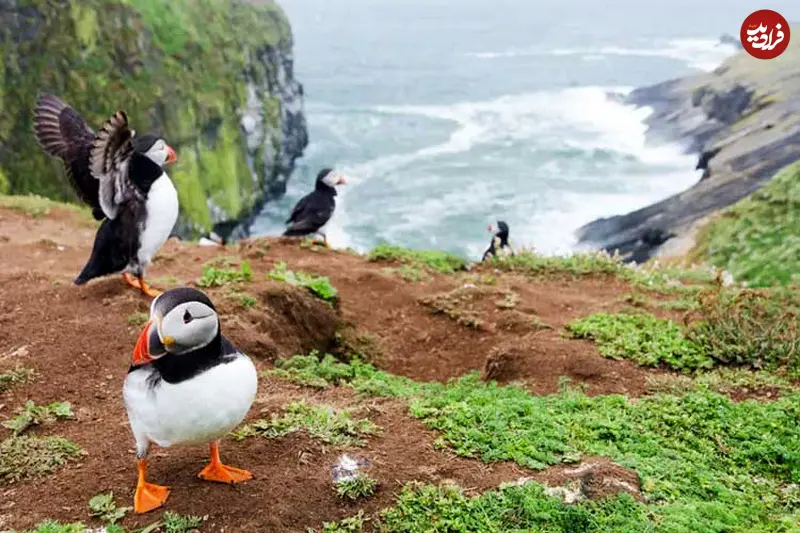 best-place-to-see-puffins