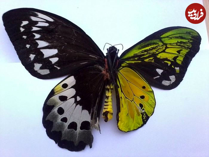 rarely-see-fascinating-photos-30