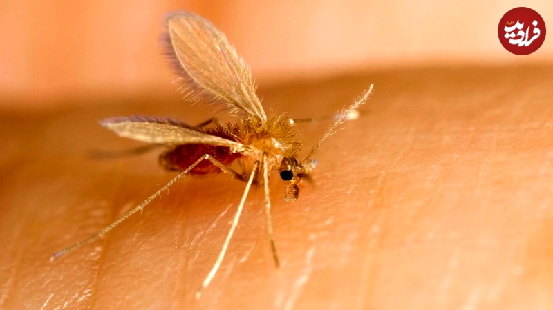 sand fly