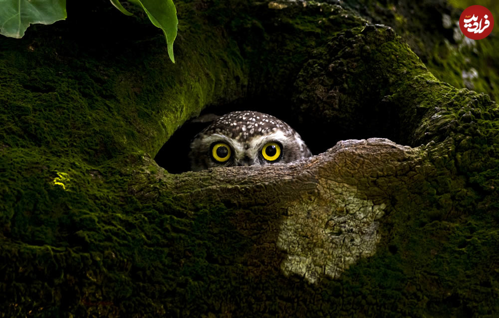 sony-world-photography-awards-nature-wildlife-11
