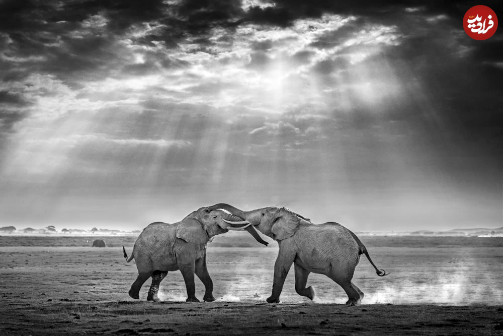 wildlife-fine-art-photography-awards-05