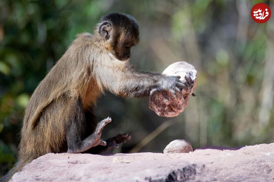 faaf27c0-ac86-4dae-857f-d04853e3ddf4-[11] monkey-using-rock-alamy