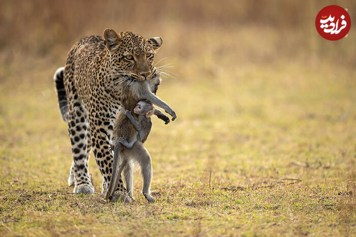 wildlife-photographer-people-choice-award-05