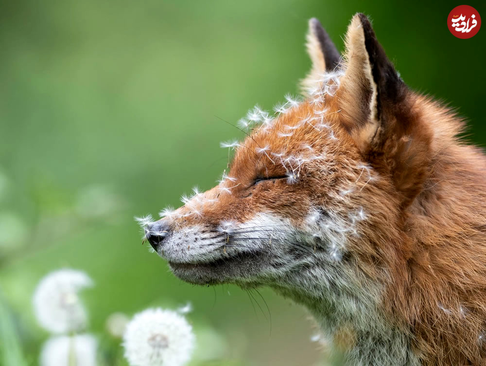 british-wildlife-photographer-of-the-year-winners-04