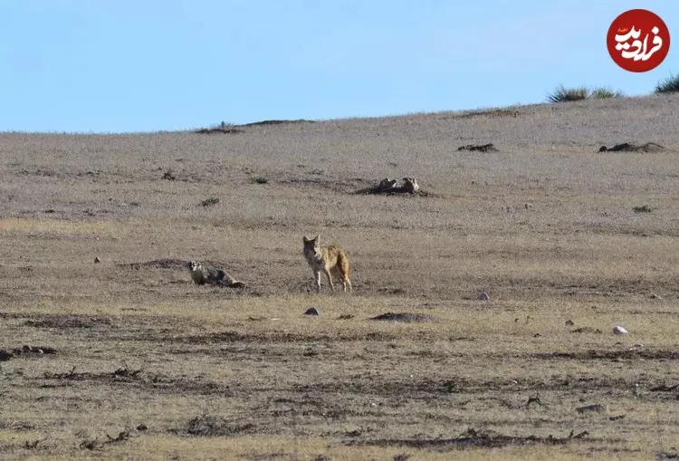 __opt__aboutcom__coeus__resources__content_migration__mnn__images__2016__11__coyote-and-badger-5-b2a4a8bd05524e19ae18fe6633a588fa_11zon