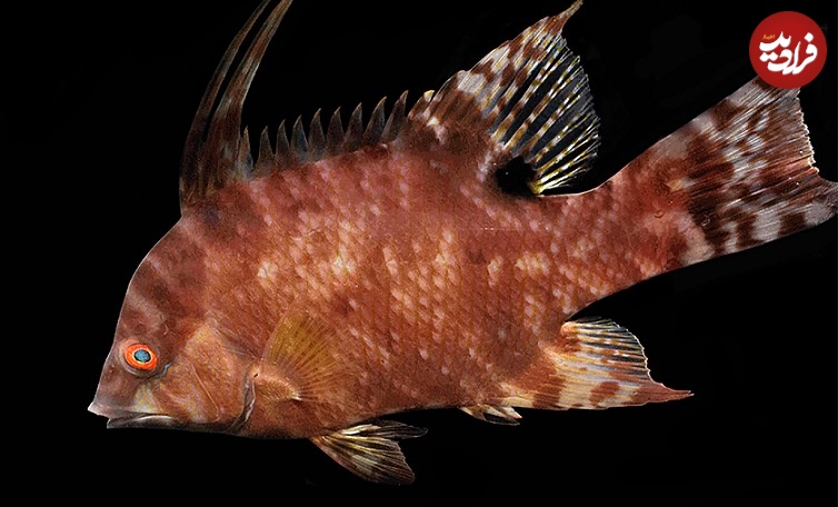 ماهی عجیبی که می‌تواند با پوستش «ببیند»