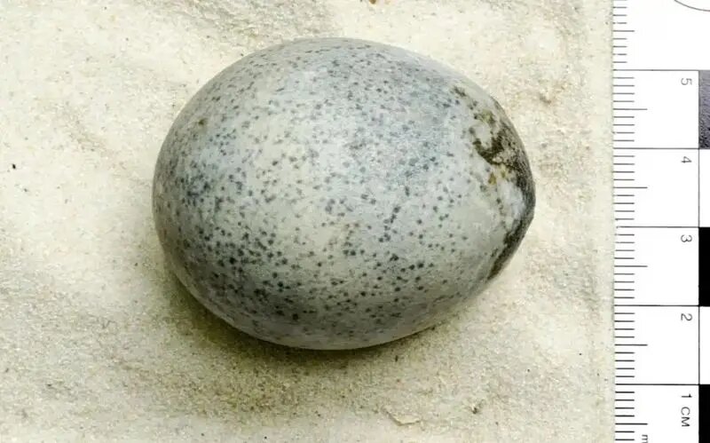 48
