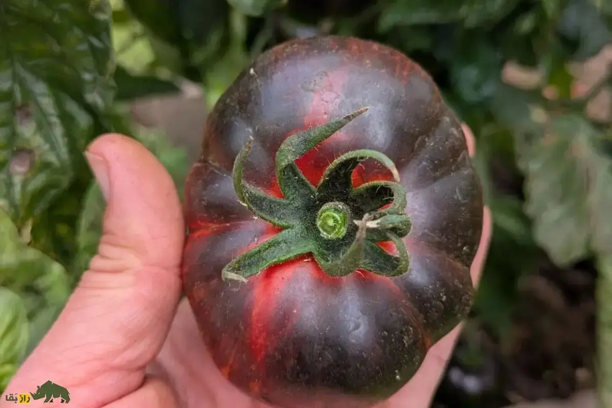 تصاویر؛ گوجه ملکه شب؛ گوجه‌ای کمیاب و شبیه بادمجان با مزه شیرین و ملس که هر چه نور بیشتری بخورد سیاه‌تر می‌شود