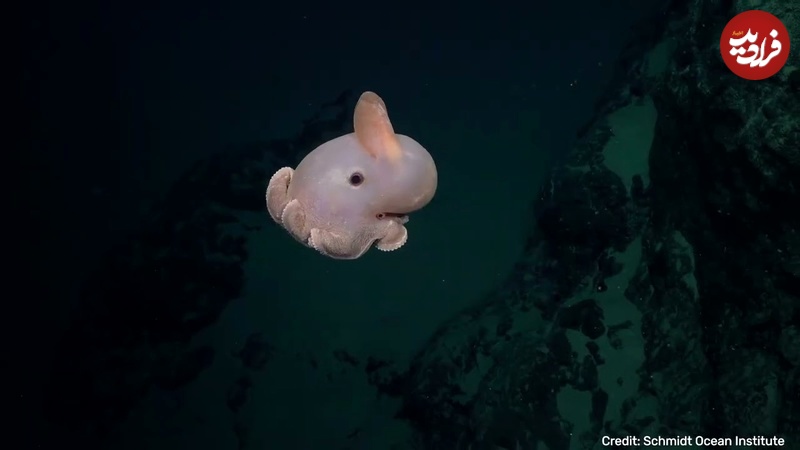 جانوران شگفت‌انگیزی که در یک کوهستان زیردریایی کشف شدند