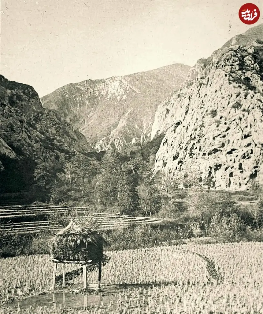 شالیزار مازندران