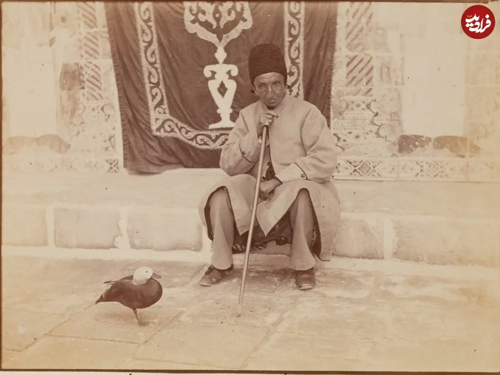مرغابی