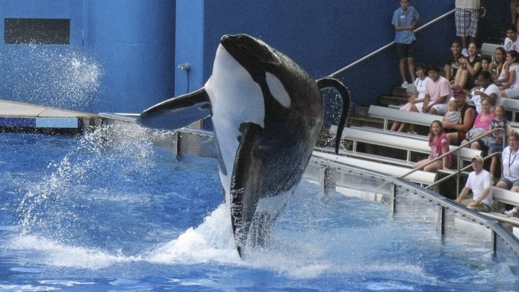 blackfish-1200-1200-675-675-crop-000000-1024x576