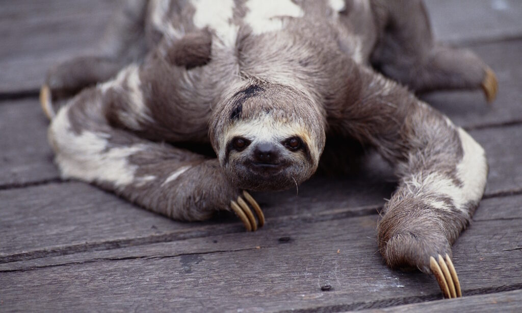 sloths-slow-10140105-1024x614