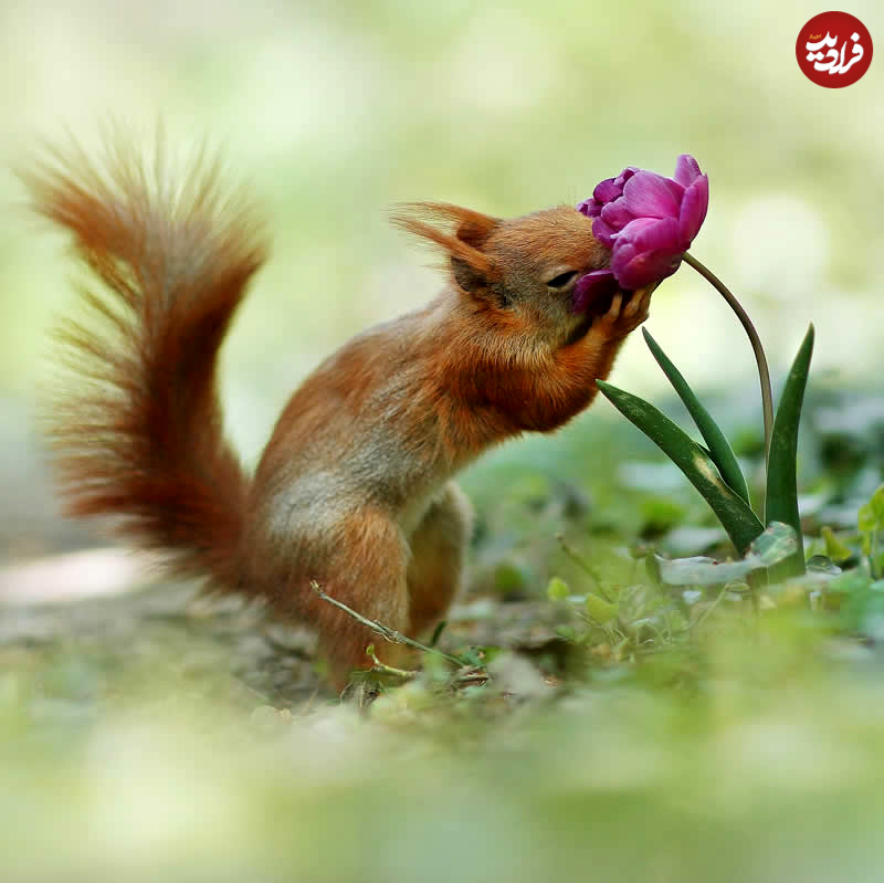 adorable-squirrels-with-flowers-julian-rad-08