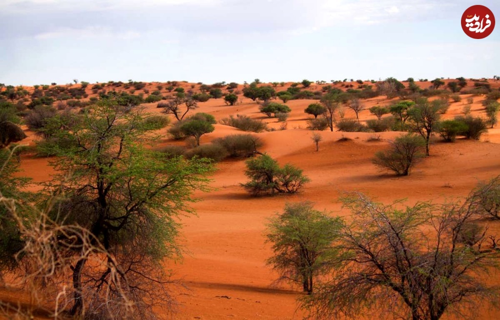 kalahari_desert_scenery__schema