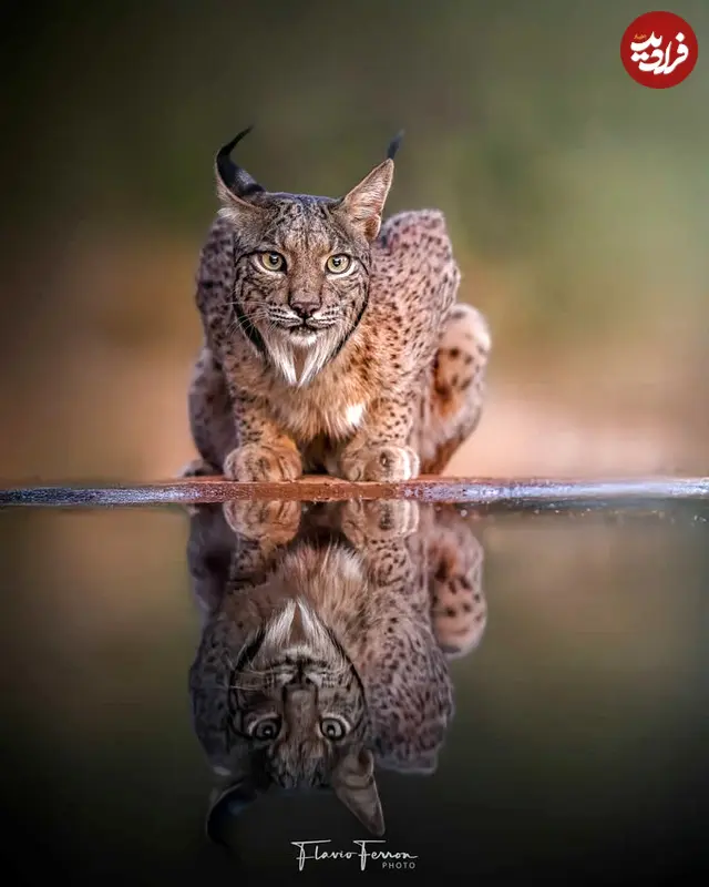 پرتره‌های بی‌نقص و چشم‌نواز عکاس ایتالیایی از حیوانات