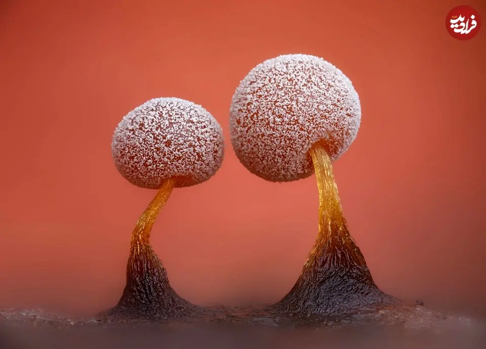 iod-2023_Boomer_Timothy_e30293_f20689