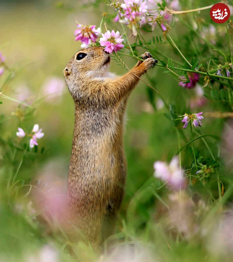adorable-squirrels-with-flowers-julian-rad-07