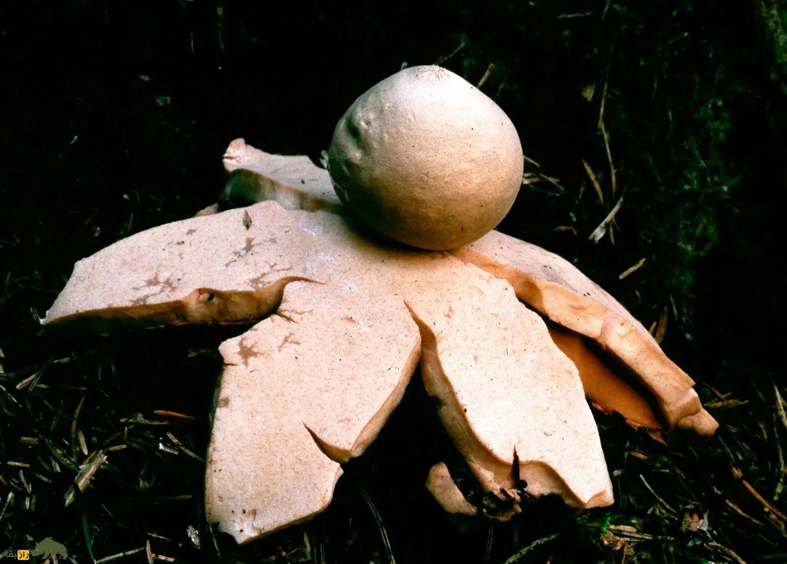 تصاویر؛ قارچ ستاره زمینی؛ ستاره قرمز جنگل‌های هیرکانی ایران که از یک توپ کوچک به ستاره‌ای خیره‌کننده تبدیل می‌شود