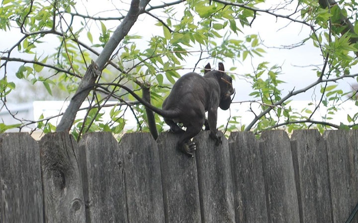 is-this-creepy-looking-animal-the-jersey-devil