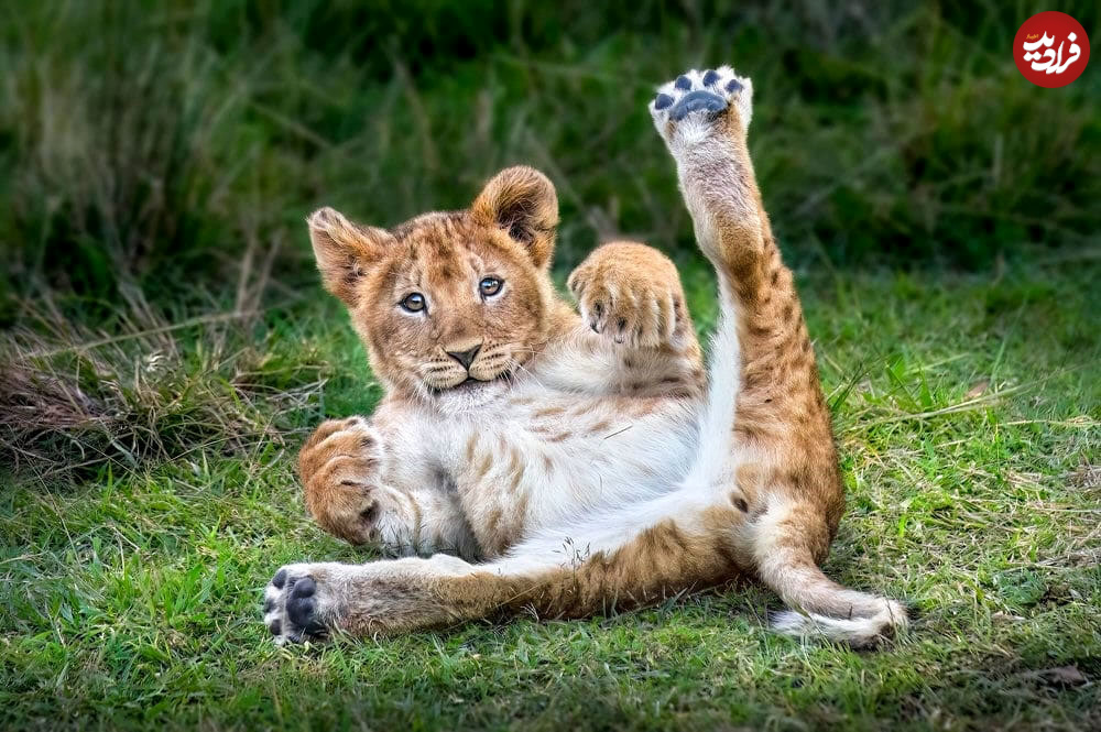 one-eyeland-photography-awards-top-wildlife-20