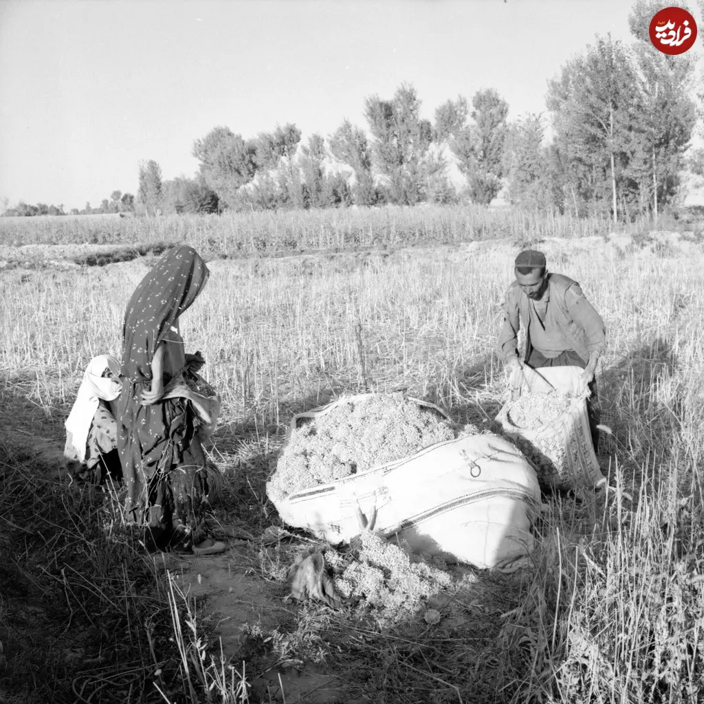 agsphoto_29418_full
